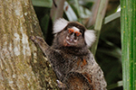 Callithrix jacchus